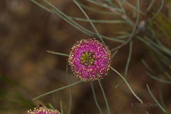 Melaleuca filifolia