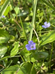 Bacopa