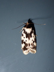 Barea confusella