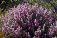 Dasymalla terminalis