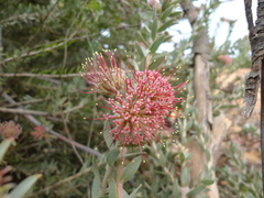Leucospermum calligerum