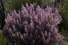 Dasymalla terminalis