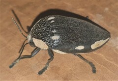 Sternocera orissa