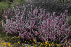 Dasymalla terminalis