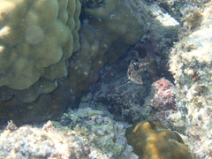 Halichoeres margaritaceus