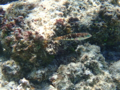 Halichoeres margaritaceus