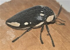 Sternocera orissa