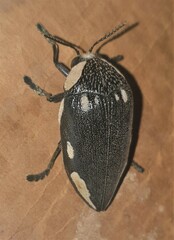 Sternocera orissa