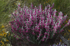 Dasymalla terminalis