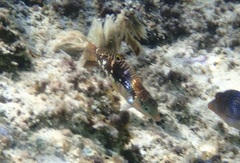 Halichoeres margaritaceus