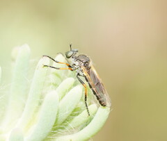 Asilidae