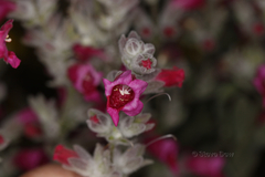 Dasymalla terminalis