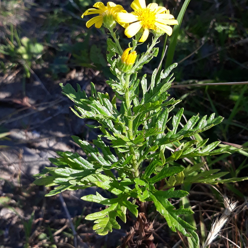 Senecio argunensis iNat (3)