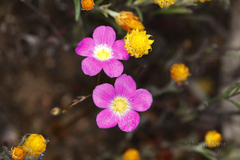 Calandrinia polyandra