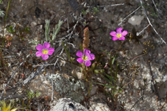 Calandrinia polyandra