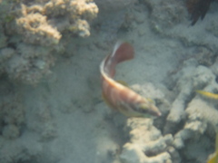 Epinephelus fasciatus