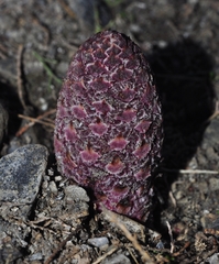 Cynomorium coccineum