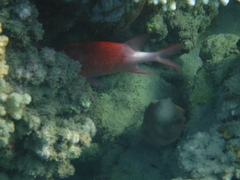 Sargocentron caudimaculatum