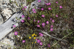 Calandrinia polyandra
