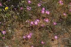 Calandrinia polyandra