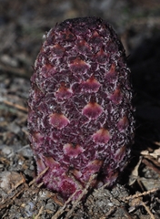 Cynomorium coccineum