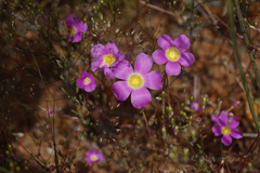Calandrinia polyandra