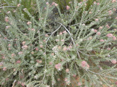 Leucospermum calligerum