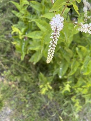 Veronica derwentiana