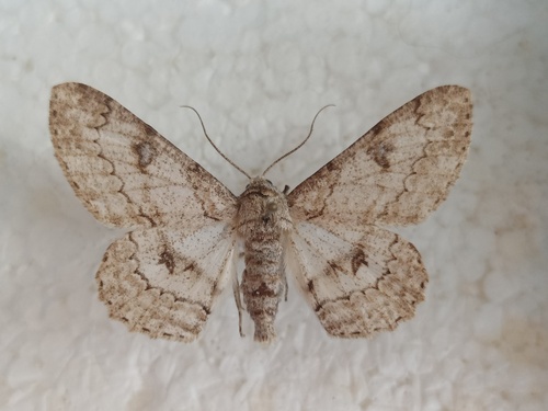 kôrovka palinová (Ascotis selenaria)