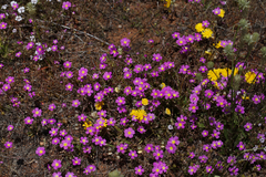 Calandrinia polyandra