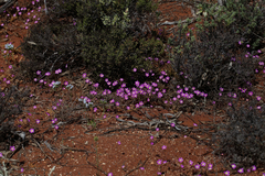 Calandrinia polyandra