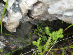 Gleichenia polypodioides