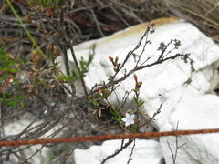 Prismatocarpus schlechteri
