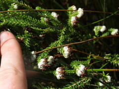 Erica cumuliflora