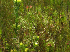 Erica cumuliflora