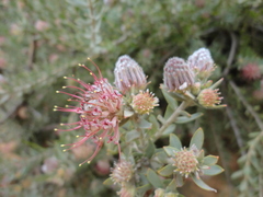 Leucospermum calligerum