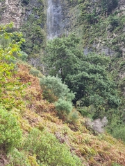 Genista tenera