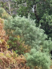 Genista tenera