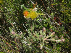 Leucospermum gracile