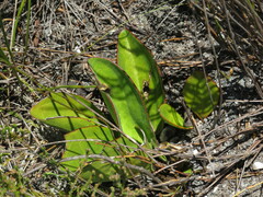Mairia coriacea