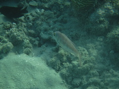 Lethrinus nebulosus