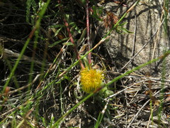 Leucospermum gracile