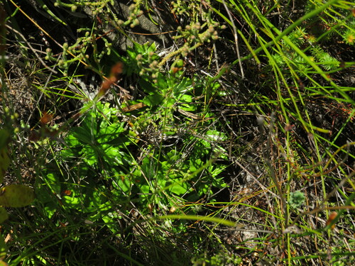 Image of Hermas quinquedentata by (c) Jeremy Gilmore, some rights reserved (CC BY)