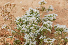 Limonium lobatum