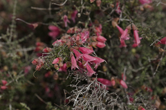 Prostanthera semiteres