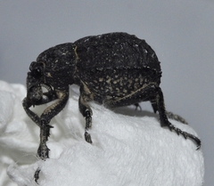 Brachycerus muricatus