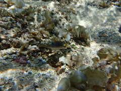 Canthigaster solandri