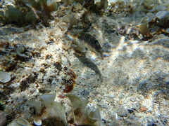 Canthigaster solandri