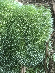 Bryum argenteum