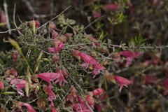 Prostanthera semiteres